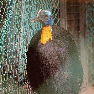 Northern Cassowary (Casuarius unappendiculatus) , Female