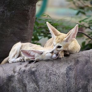 Fennec Fox