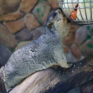 Himalayan Marmot (Marmota himalayana)