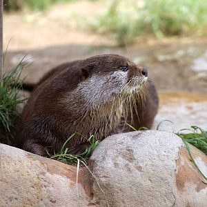 Asian Small-clawed Otter