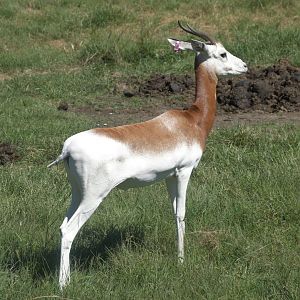 Watani Grasslands Reserve - Addra Gazelle