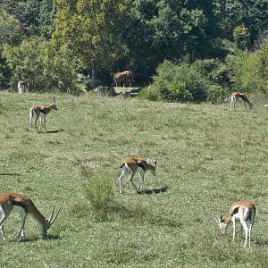 Watani Grasslands Reserve - Thomson's Gazelle and African Bush Elephant