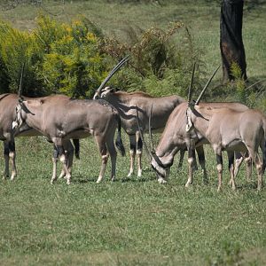 Watani Grasslands Reserve - Fringe-eared Oryx