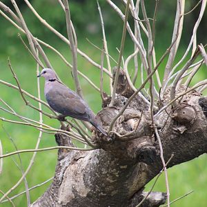 Red-eyed dove