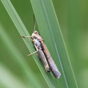 Grasshopper species
