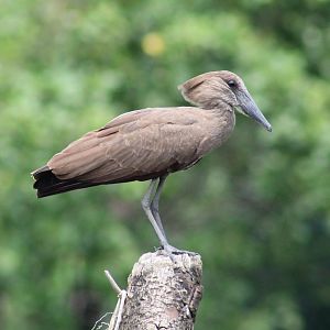 Hamerkop