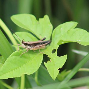 Grasshopper species