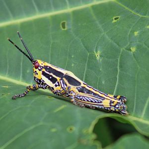 Variegated grasshopper - Zonocera variegatus