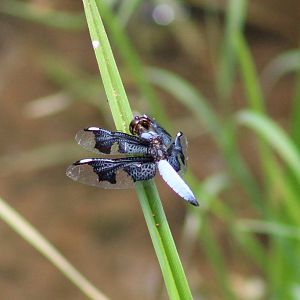 Portia widow - Palpopleura portia