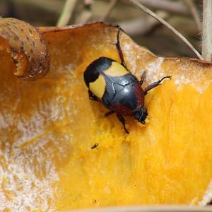 Fruit-beetle ID