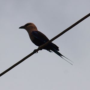 Blue-bellied roller