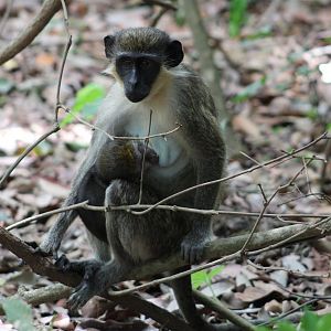 Green monkey with young