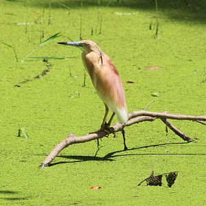 Squacco heron