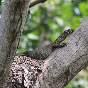 Nile monitor