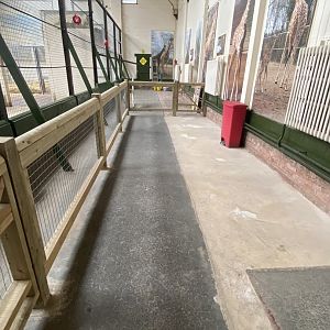 Changes to indoor giraffe enclosure
