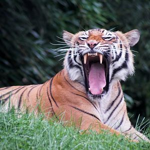 Sep. 2022 - Asian Trek - Malayan Tiger