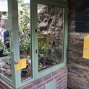 Enclosure Crested gecko - Rhacodactylus ciliatus