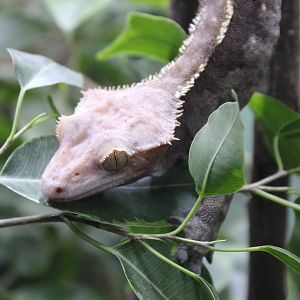 Crested gecko - Rhacodactylus ciliatus