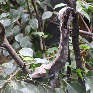Crested gecko - Rhacodactylus ciliatus