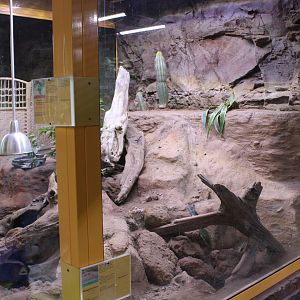 Enclosure Gila monster