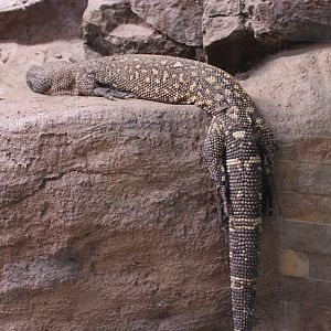 Rio fuerte beaded lizard