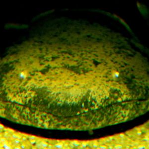 Chinese giant salamander; London Zoo; 25th September 2022