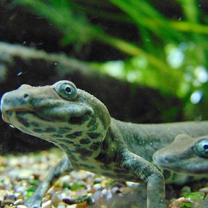 Sardinian Brook Salamander