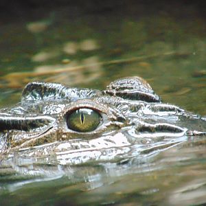Philippine Crocodile