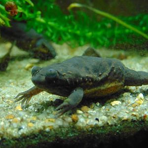 Lake Oku Clawed Frog