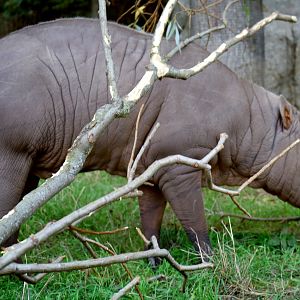 Babirusa; London Zoo; 25th September 2022
