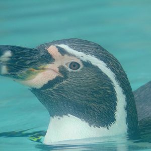 Humboldt Penguin