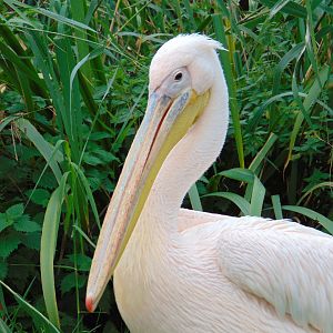 Great White Pelican