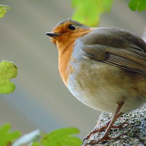 European Robin