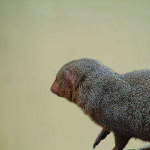 Dwarf Mongoose