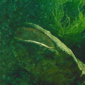 Chinese Giant Salamander
