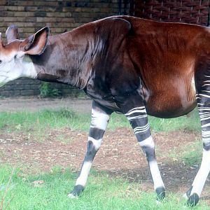 Okapi; London Zoo; 25th September 2022