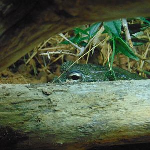 African Bullfrog