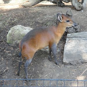 Red Flanked Duiker