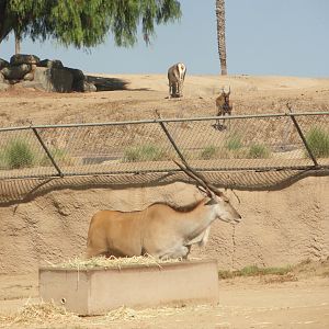 Patterson's Eland, Nile Lechwe, Bactrian Wapiti