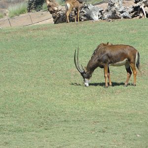 Sable Antelope
