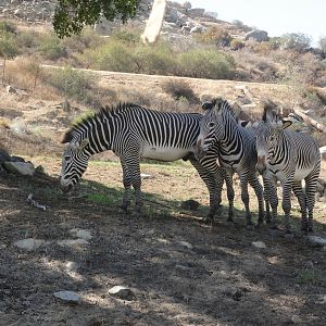 Grevy's Zebra