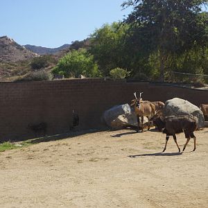 Nyala, Roan Antelope, Sitatunga