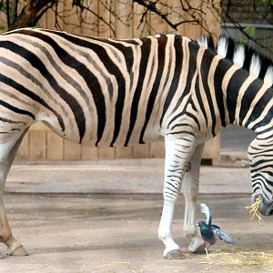 Plains zebra; London Zoo; 25th September 2022