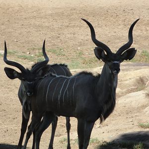 Greater Kudu