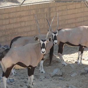 Gemsbok