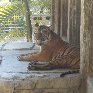 Sumatran Tiger