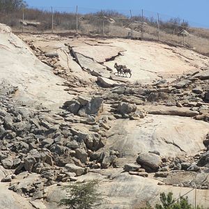 Desert Bighorn Sheep