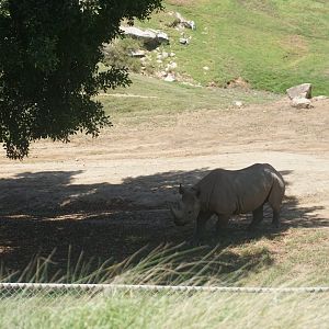 Eastern Black Rhinoceros