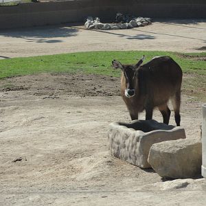 Defassa Waterbuck