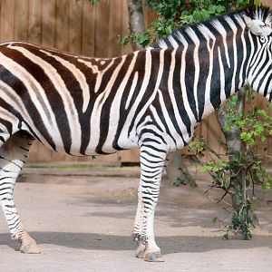 Plains zebra; London Zoo; 25th September 2022